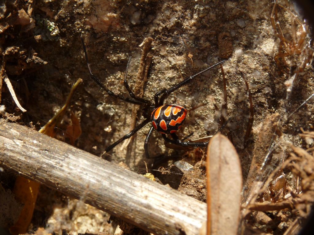 Latrodectus tredecimguttatus - Ceriale (SV)